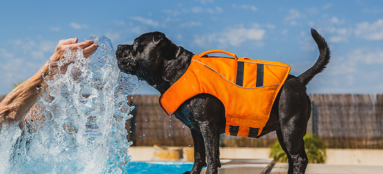 Do Dogs Need Life Vests? Buy4Outdoors